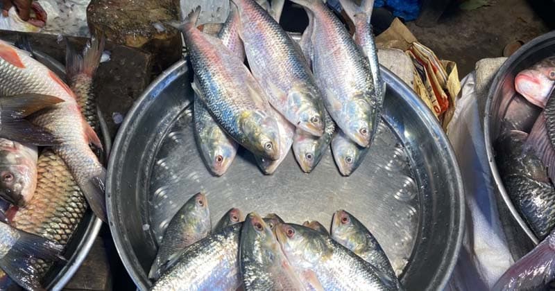মধ্যরাত থেকে শুরু ২২ দিনের ইলিশ ধরা নিষেধাজ্ঞা